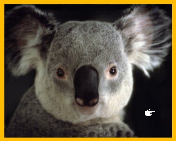 Comunicado enviado hoy a inversores de Koala Cap. Sicav sobre como protegemos nuestro patrimonio en escenario actual